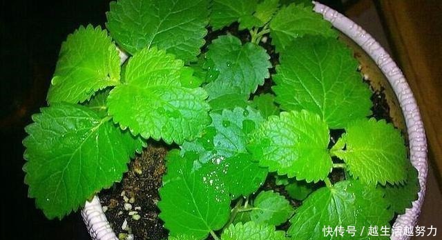 薄荷土里加“一料”,不枯黄不徒长,蹭蹭冒嫩芽,清香怡人一整年!