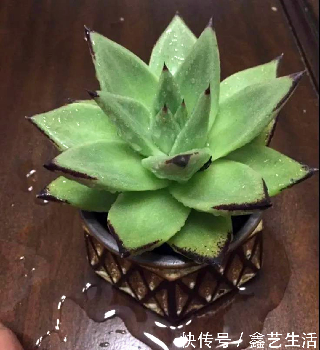 土壤|夏天多肉不能乱浇水,收好这几种正确的浇水方式