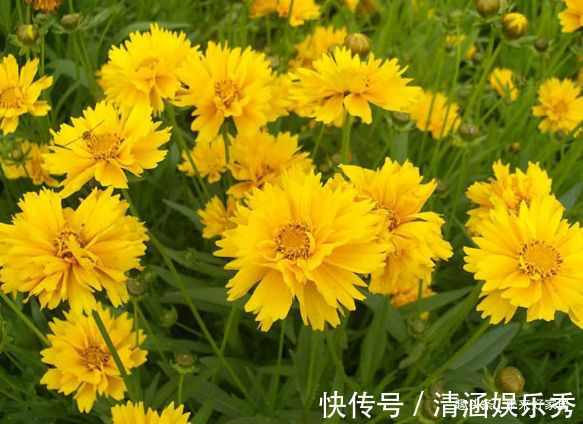 “菊中精品”情人菊,似娇艳情人,美艳优雅,堪称养花必备