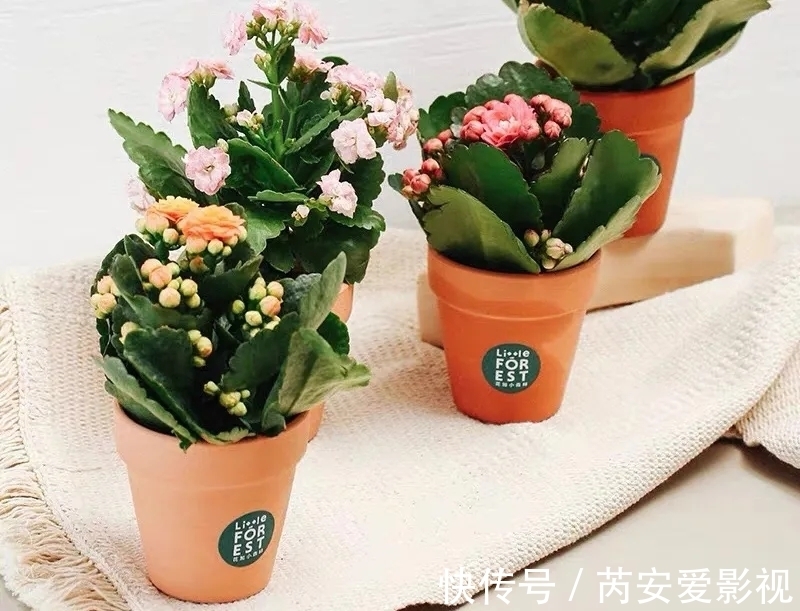 养护|长寿花有3大忌，室内养护得避开，根系壮植株肥开花还旺