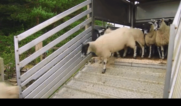 養(yǎng)羊|9.6分，這節(jié)目可把大明星虐爽了