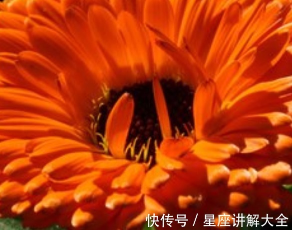 喜鹊|8月下旬，喜鹊报喜，4属相桃花朵朵，机遇不断，生活富足无忧