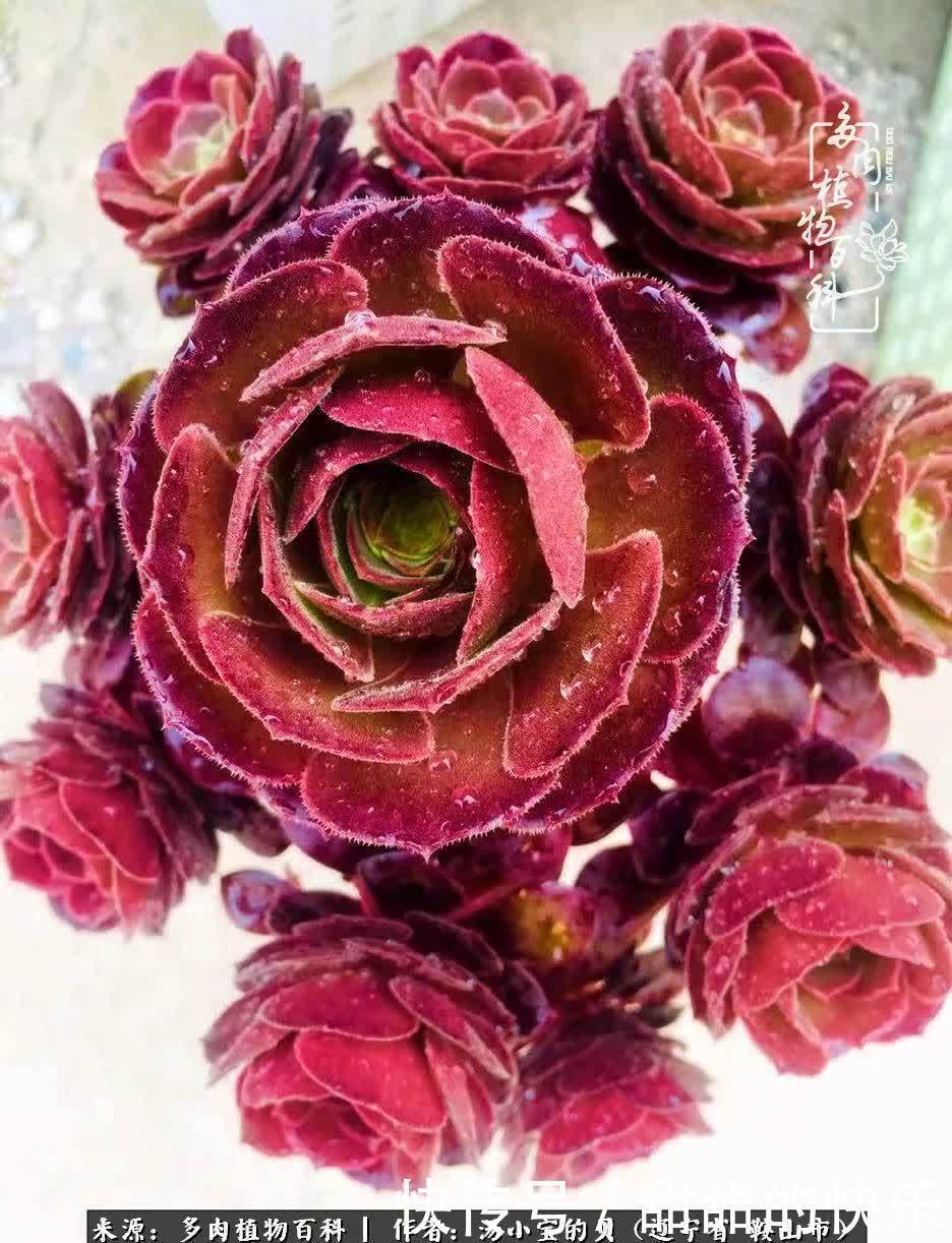 蚧壳虫|远嫁他乡,多肉是我孤寂时最美的陪伴!