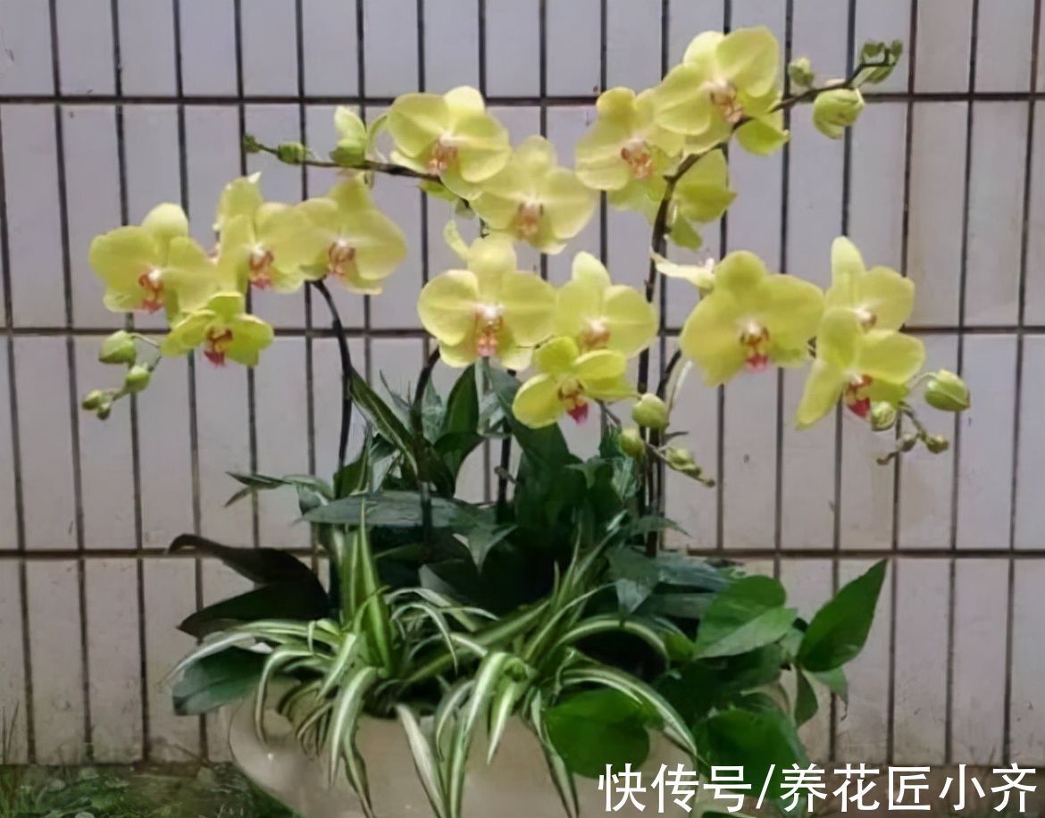 冬天蝴蝶兰记住3个“禁忌”,不仅叶片油绿不烂根,还能延长花期