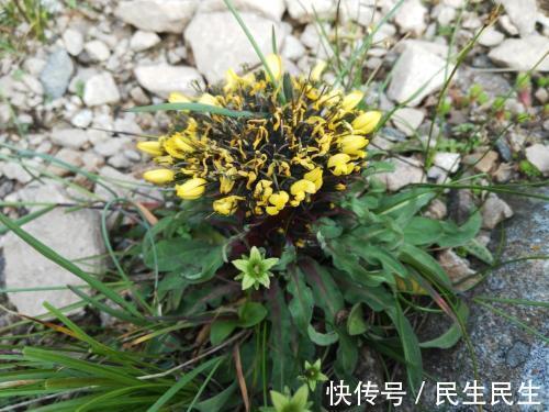 向日葵|农村一种野草,外形似向日葵,根似人参,用它泡茶喝,治咳嗽良药