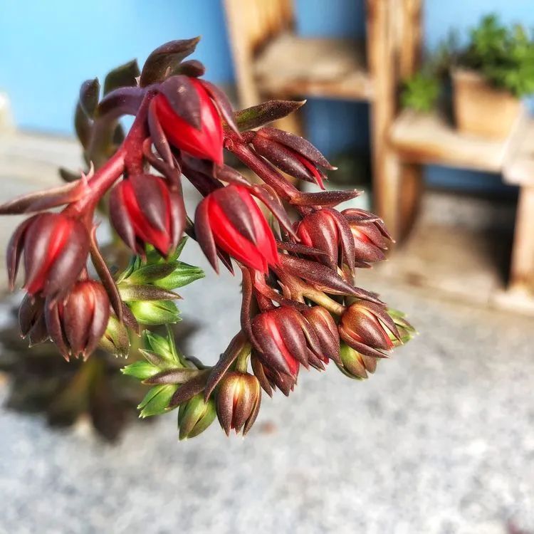 面朝大海的多肉们,在四季变迁中生生不息!