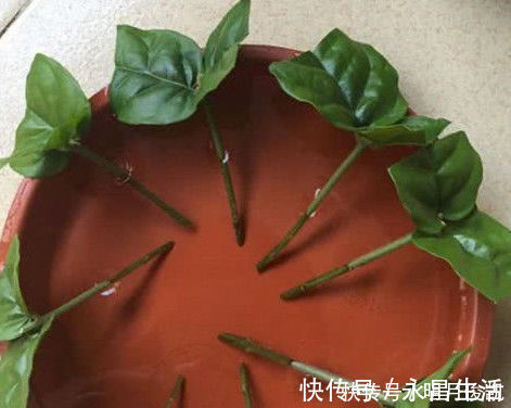 茉莉花最简单的繁殖方法，一个枝条就可以繁殖几棵，一学就会