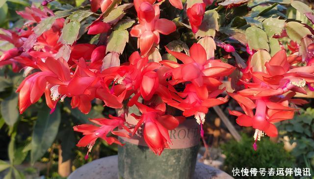 浇水|多年的蟹爪兰,勤做三动作,重新缀化,叶插苗养成繁花小老桩