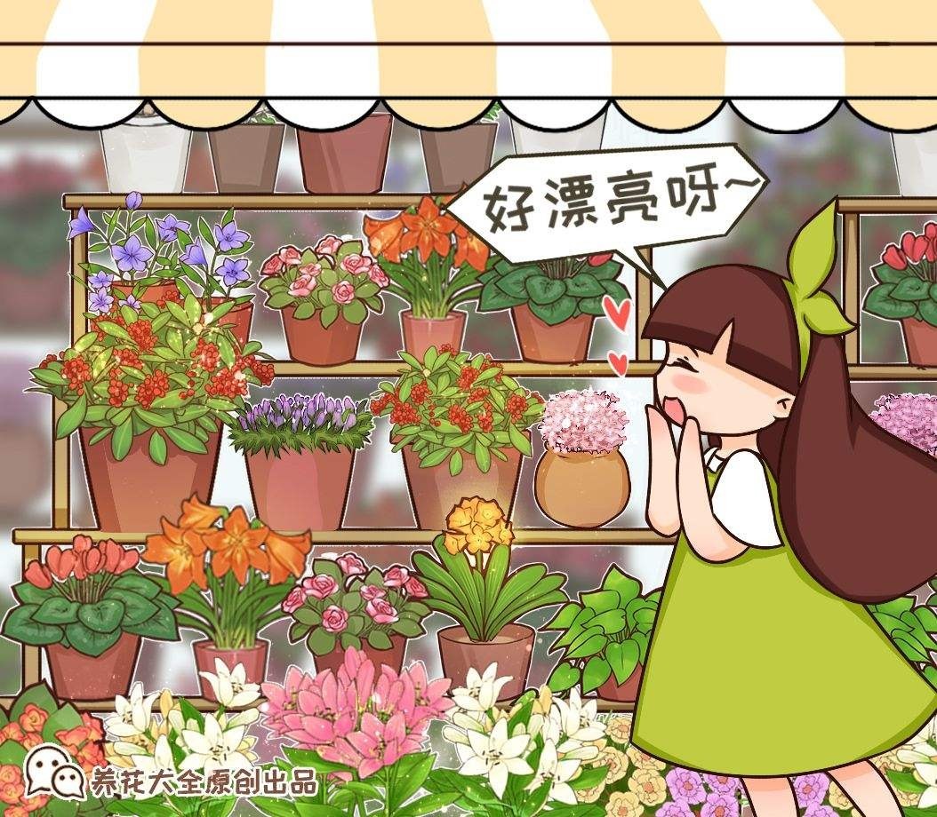 花骗子最爱卖的5种花,养花小白要记住,擦亮眼睛不上当