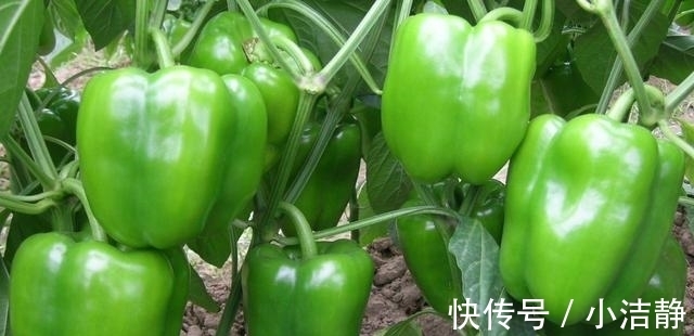 茶匙|柿子椒5种最好吃的做法，简单美味又下饭，看看你喜欢吃哪种？