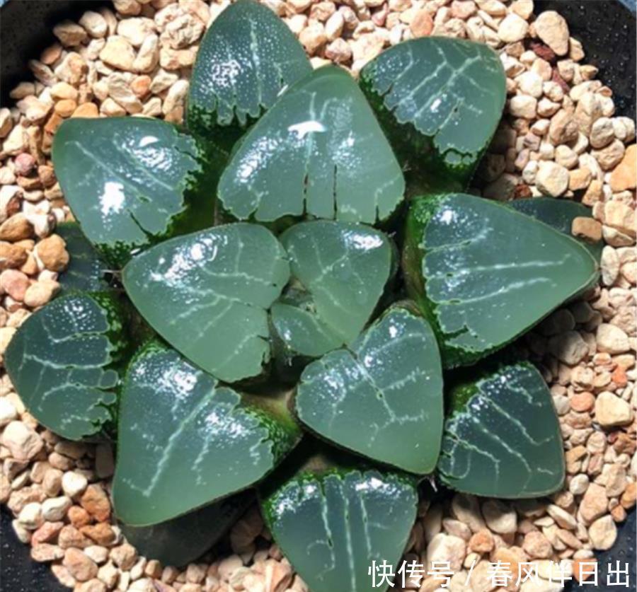 阿勇|玉露也能养爆盆,学会5个小技巧,晶莹剔透分枝多