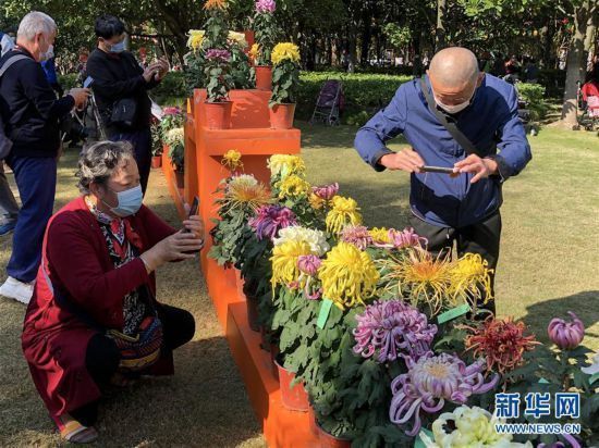  文化系列活动在上海|品糕赏菊乐重阳