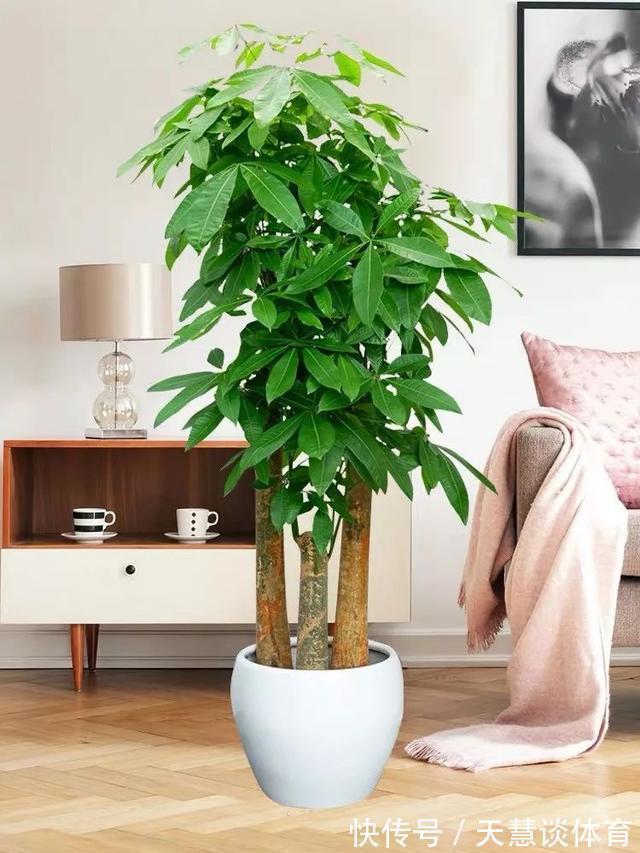 天气冷,六种花要“干养”,少水多晒才健壮,养成老桩更旺家