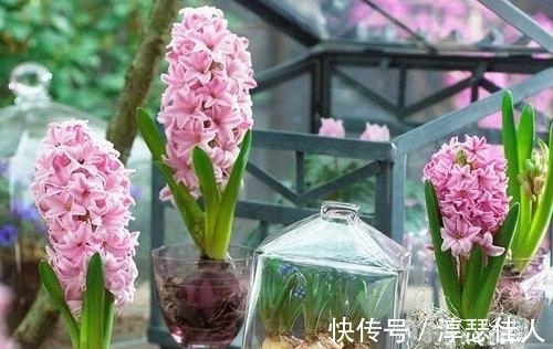 冬天养花：浇水有技巧，掌握4个要点，不黄叶不烂根，啥花都能活