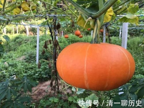 营养成分|胃不好三分治七分养!养胃护胃:常吃3黄,常喝2粥,做好1事