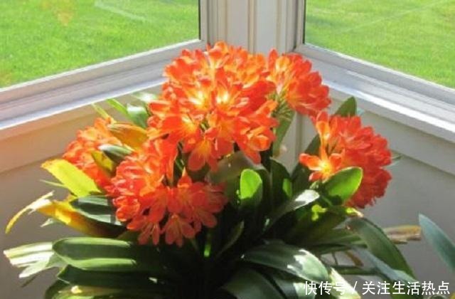 君子兰长势慢，别傻傻直接施肥，这点是重中之重，能让它轻松旺盛！