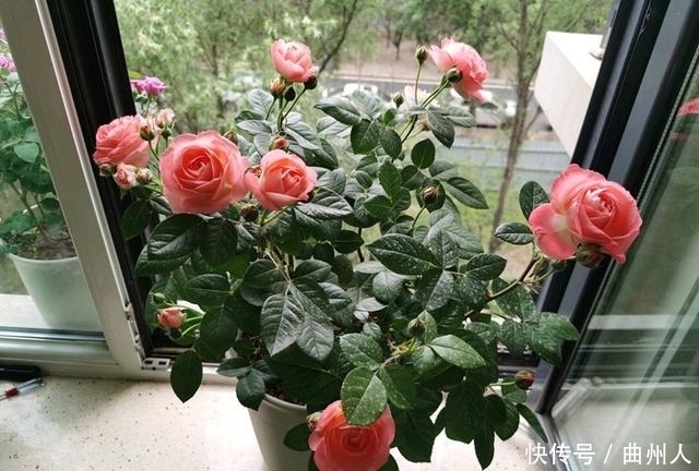 诺娃阳台,盆栽绿植新宠,叶色油亮有光,花朵美又香,四季开不断