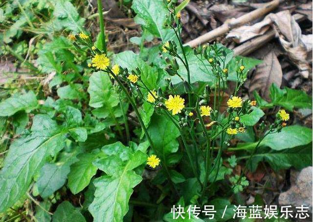 黄鹌菜|农村小野菜，纤维含量高现成泡菜首选，一斤10元，见到采点