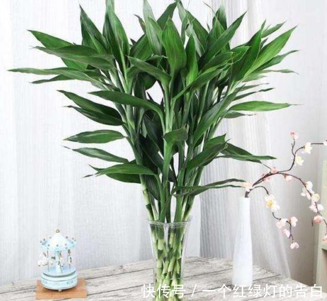 室内养6种植物,能净化空气环境,点缀家居、有益健康!