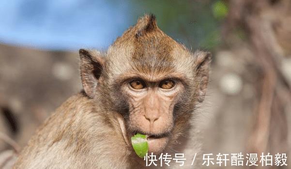 大金猴|大金猴哪月出生的属猴人，命里藏金，福气深厚，看看有你吗