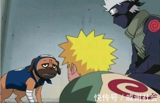 卡卡西|火影忍者:这3只通灵兽是最弱的,凯的忍龟、卡卡西的狗全上榜