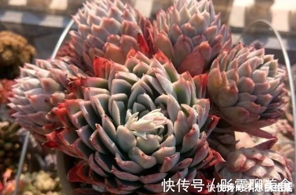 光照|家庭养多肉,掌握这7点,就没有养不好的多肉植物!