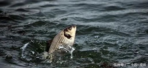 狠招|学会这4个狠招,夏钓大鱼狂拉到手酸!