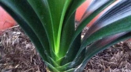 一种“万能土”,养花的人抢着挖,养兰花、君子兰杠杠滴