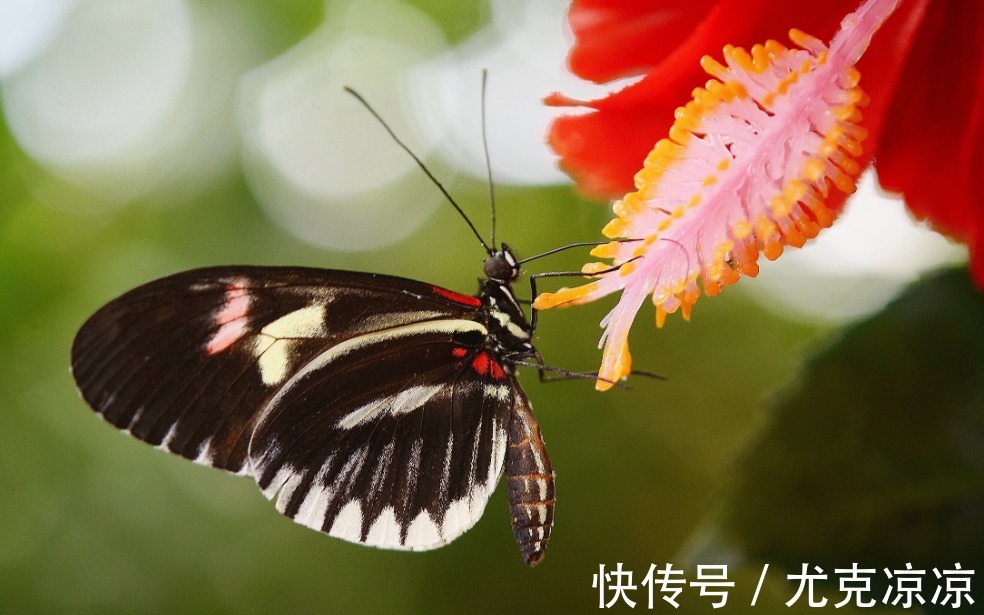 生肖|8月，好运回归，谷底翻身，生肖虎贵人降临，事业再创辉煌