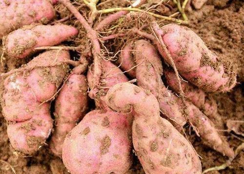 推广|番薯传入中国后，为何在明代没有推广到全国种植？