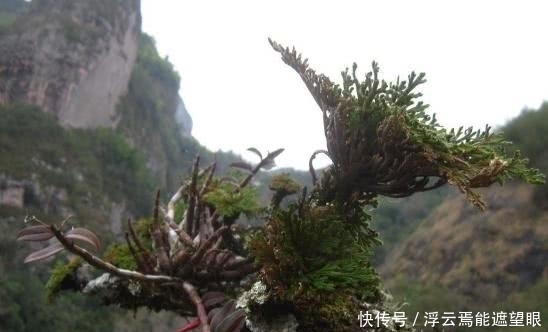 疗效|你们有人认识这种野草的吗？它具有非常神奇的疗效，令人称奇！
