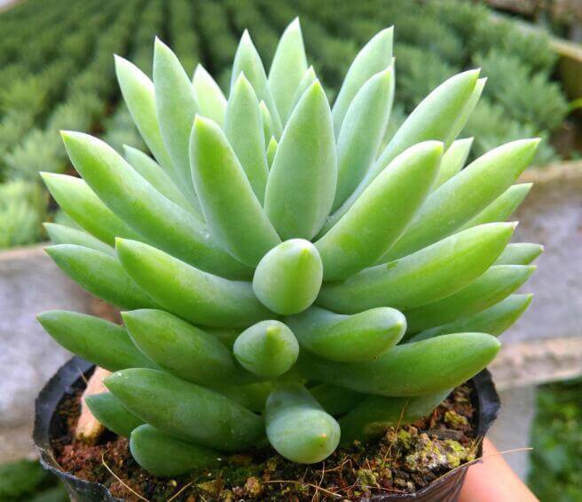 千佛手|多肉植物千佛手怎么养教你3种养护小妙招,千佛手翠绿又饱满