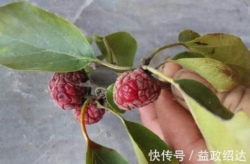 树干|果实酷似荔枝,小孩摘来生吃,却不是根是稀罕货,人称“金腰带”