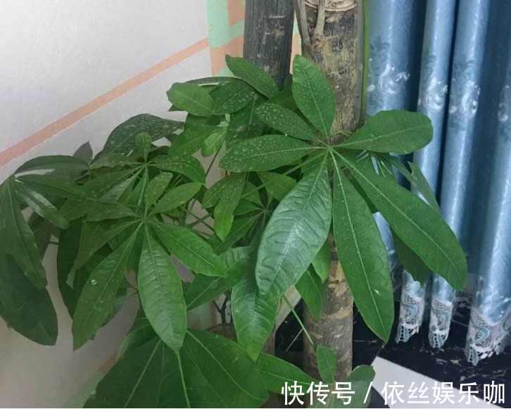 白醋|盆里埋2粒黄豆,叶子绿得能滴油,半年不用施肥!