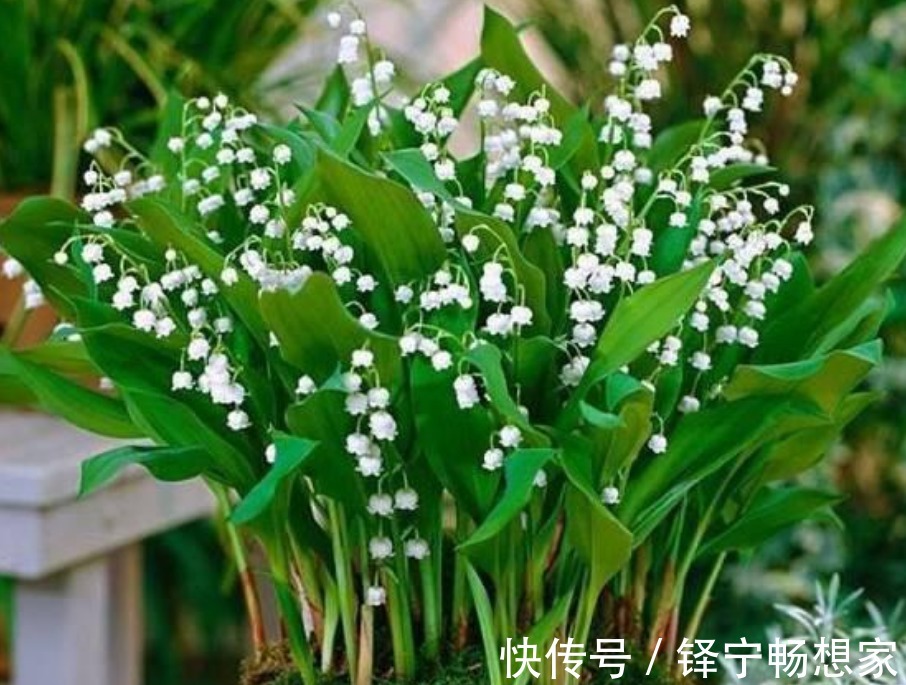 “3种花”很适合阳台养，花香四溢，花朵烂漫迷人，开花一簇簇！