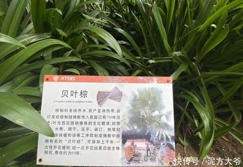 等待50年!西双版纳热带植物园今年7株贝叶棕开花