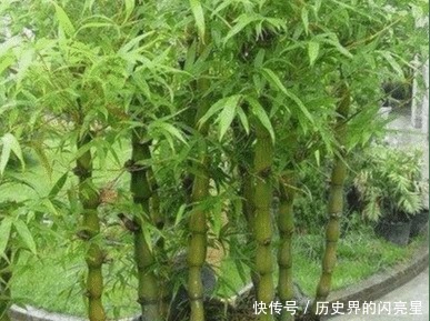 有钱人家里必养的3种树家有招财树,想不发财都难了!