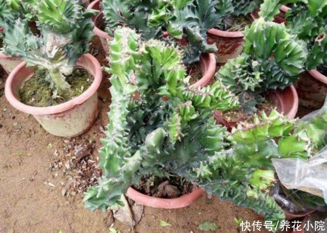 旺宅|家中养盆“玉麒麟”,招财旺宅寓意好,还容易养护