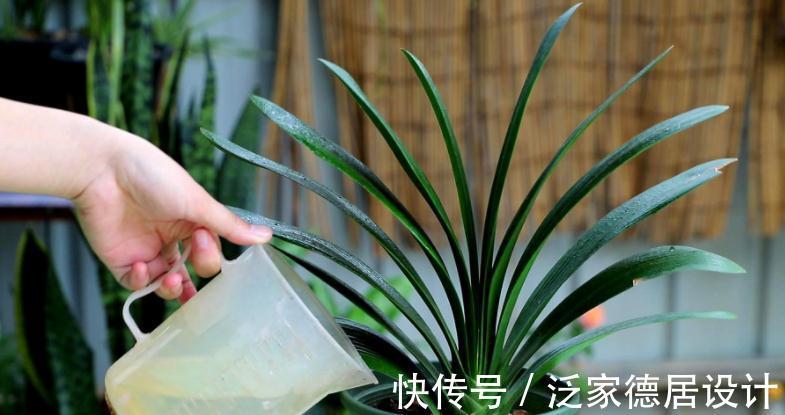 种球|正逢秋日养花好时节，买花就选这3款，一开大半年，开花量还大