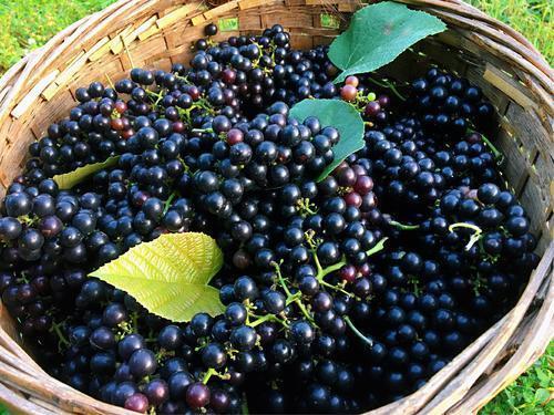 八月瓜|农村野果大全,儿时常吃的味道,吃过15种以上没多少人!