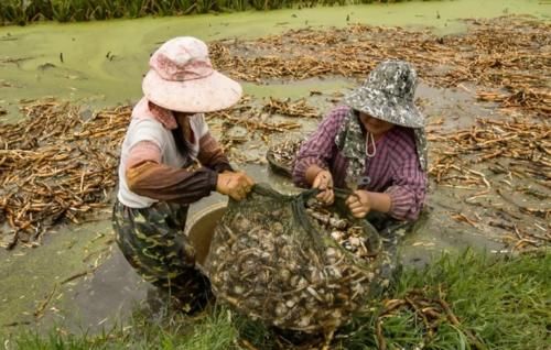  宫廷|100年前往宫廷送，如今荒在村里无人问津，殊不知价值珍贵