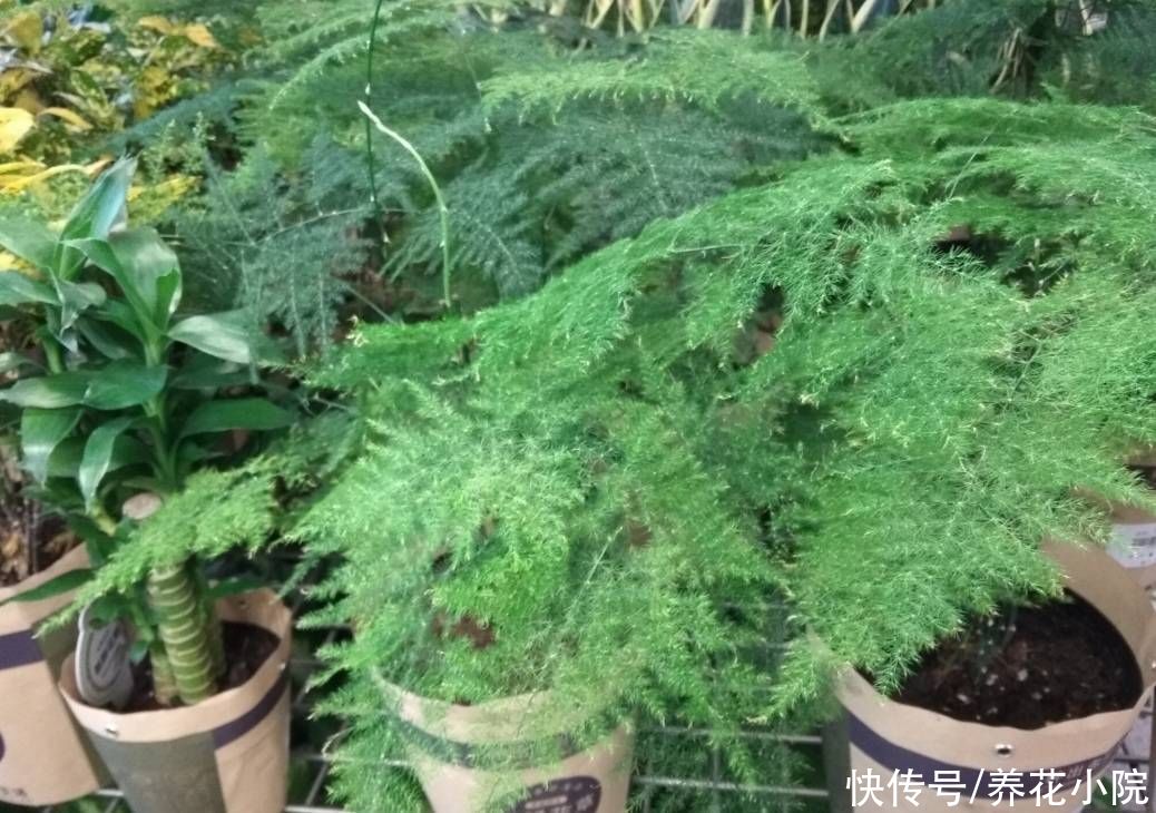 花卉|5种花很怕晒，不能见直射光，不然容易出现黄叶子