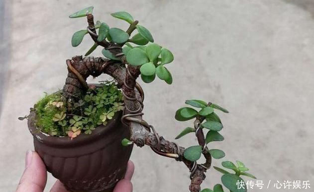 快速|想养盆景就选“它”,一根“小枝条”,变成大“盆景”,只需一年