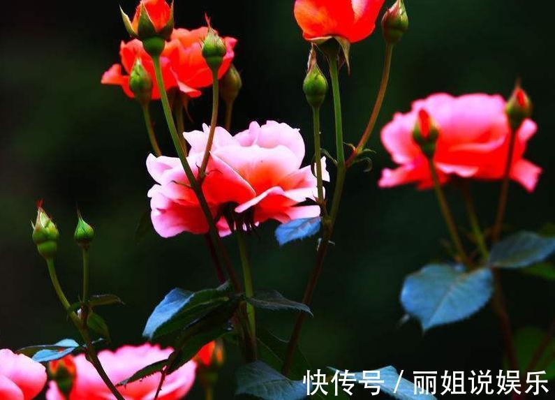 养花的老爷爷究竟在盆里放了啥，几年都不用施肥花照样疯长