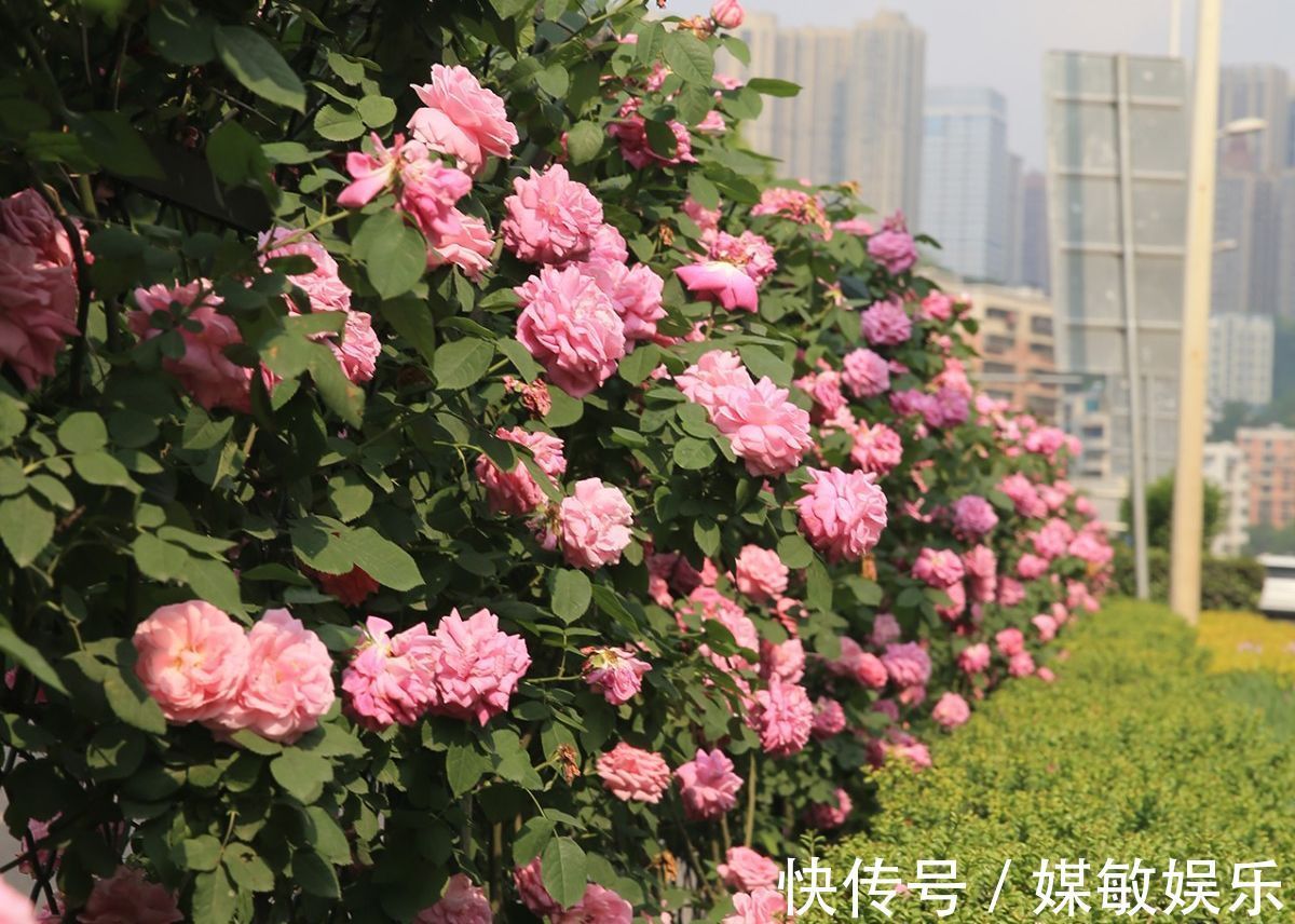 月季花的花苞多而担心开不了花3点养护月季开花大而不掉花苞