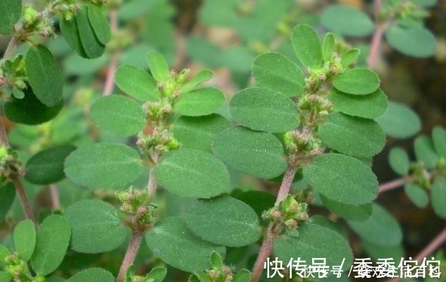 杂草|农村一种救命野草,以前被用来喂鸡,如今一斤28元,成稀罕货!