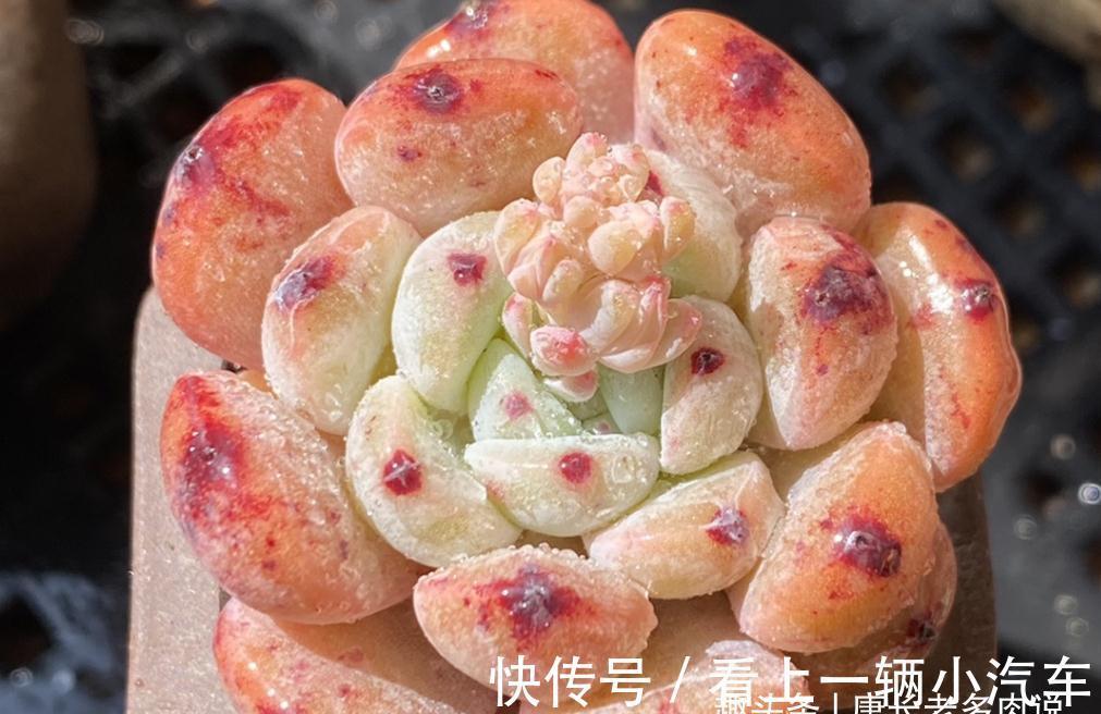 多肉雪爪比安特——小盆控养成胖墩,大盆放养会“炸毛”的品种