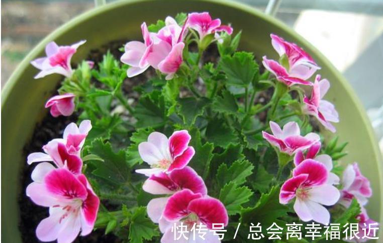 养花就养这几款,全年开花不停,花香四溢飘满屋,美爆了