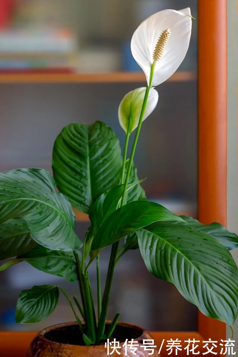 新手绿植选这几种不会错,容易养活,容易养出高颜值