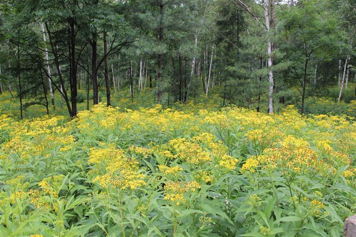 微粒体|乡下不起眼的“返魂草”,有如此多功效,为抗肿瘤的良药
